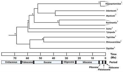 Molecular data suggests a Pliocene – Early Pleistocene divergence date for the common and pygmy hippopotamus